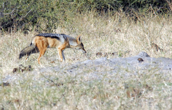 Black-backed jackal (Canis mesomelas), Chobe National Park