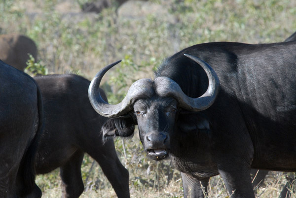 Cape buffalo with a giant set of curved horns