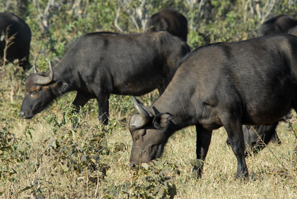 Buffalo grazing as they walk, Chobe National Park