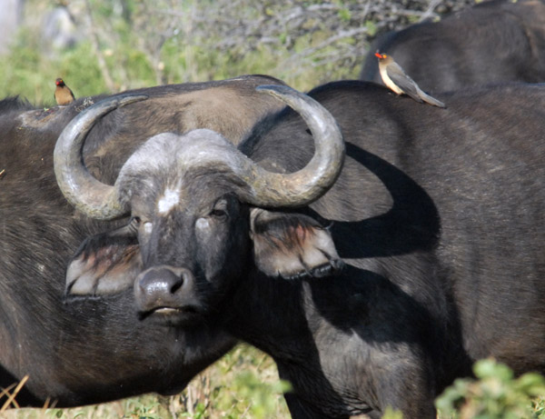 Both male and female cape buffalo have horns