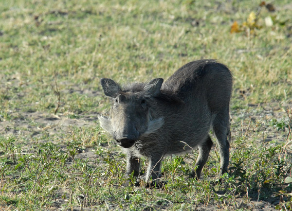 Warthog, Chobe National Park