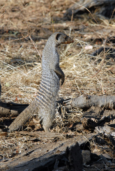 Banded Mongoose (Mungos mungo) standing