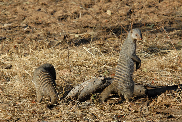Banded Mongoose (Mungos mungo), Chobe National Park