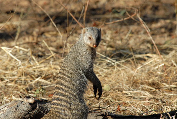 Banded mongoose, Chobe National Park