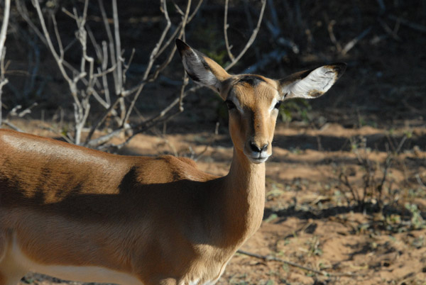 Female impala, Chobe National Park