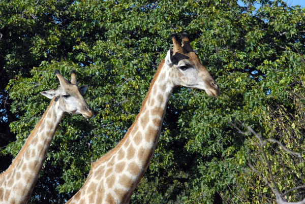 A pair of Giraffe, Chobe National Park