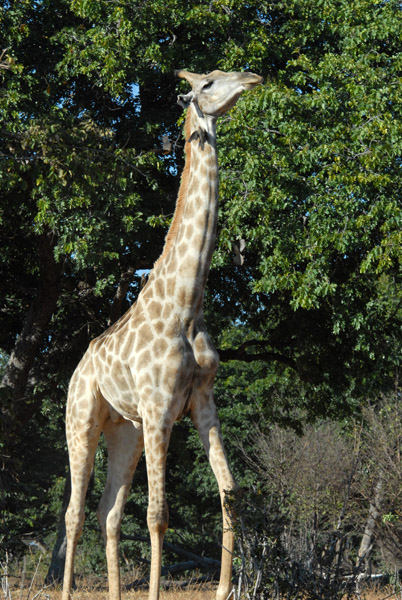 Giraffe reaching for the highest leaves