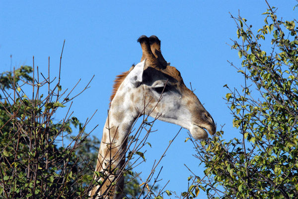 Giraffe browsing the top of a large bush, Chobe National Park