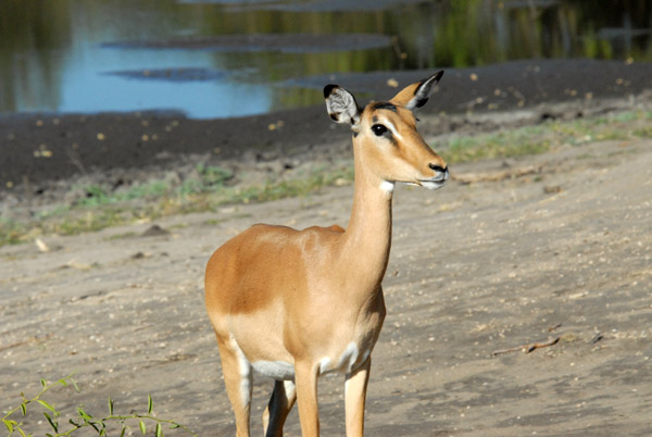 Impala, Chobe National Park