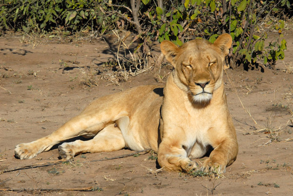 Female lion resting in the sun, Chobe National Park