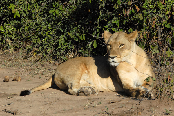 Female lion, Chobe National Park