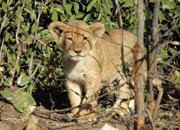 One of three small cubs, Chobe National Park