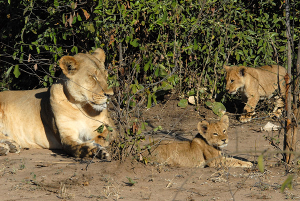 Mother lioness with two cubs