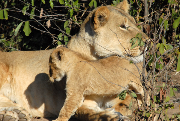 Lion cub rubbing up against mother