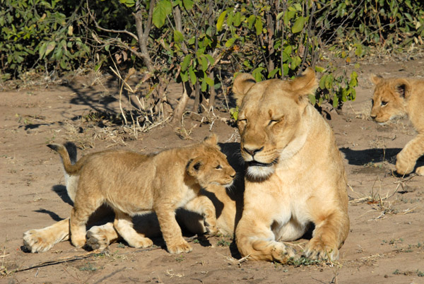 Lioness with cubs, Chobe National Park