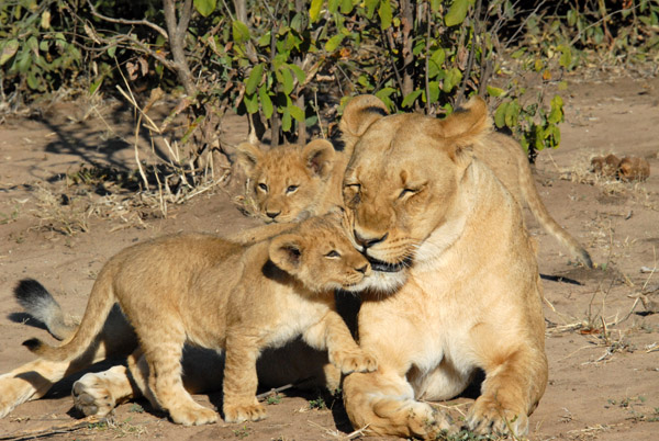Lioness and cubs, Chobe National Park