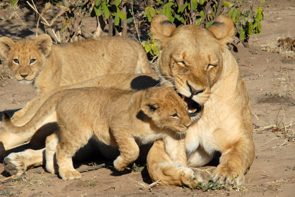 Mother lioness gives cub a little love bite