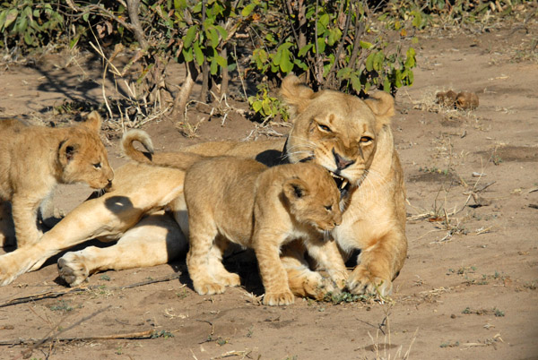 Lioness playing with her cubs