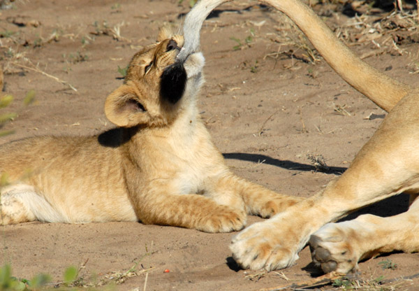 Cub grabs mother lion's tail, Chobe National Park