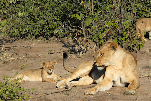 Lioness and cub, Chobe National Park