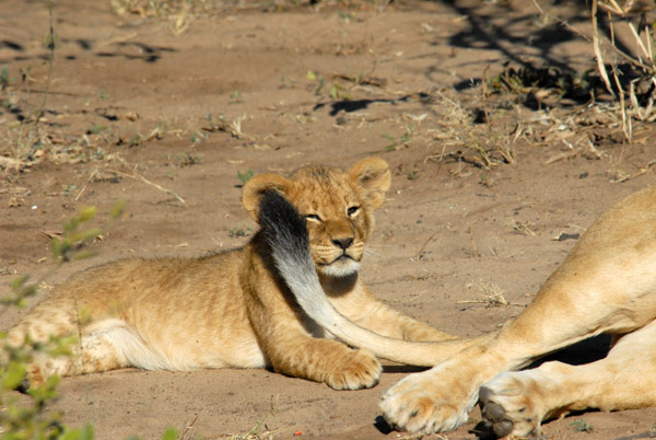 Lion cub with mother's tail, Chobe National Park