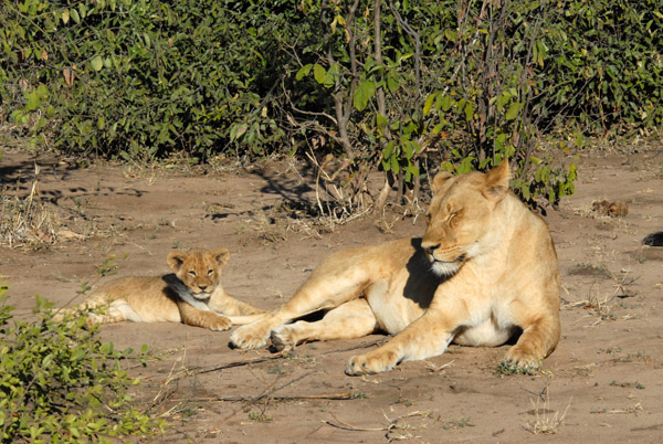 Lioness with cub, Chobe National Park