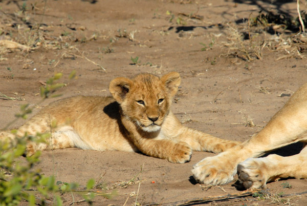 Lion cub, Chobe National Park