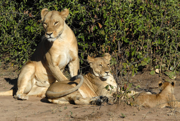 Mother lion with old cub and new cub, Chobe National Park