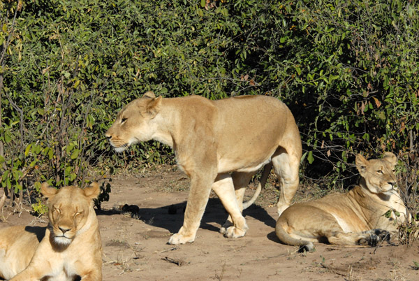 The two big lionesses and the grown cub, Chobe National Park