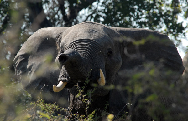 Elephant raising his trunk