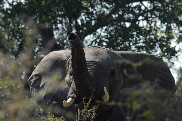 Elephant sniffing for us