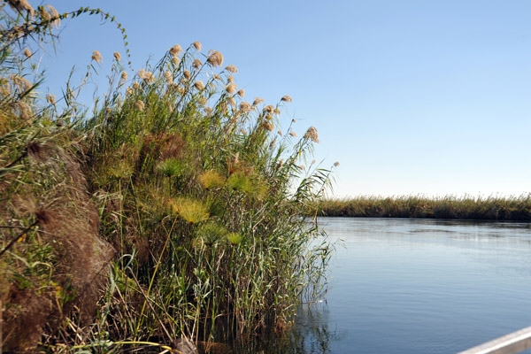 Papyrus along the crystal-clear Okavango River