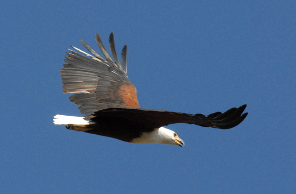 African fish eagle circling overhead, Northern Okavango