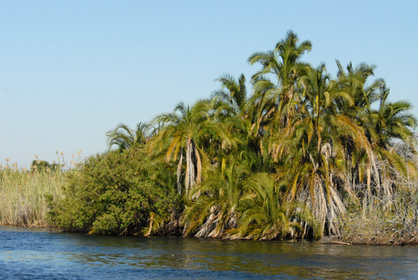 Palm island along the Okavango River near Seronga