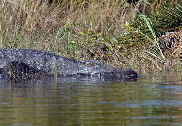 A big crocodile, Okavango River, Botswana