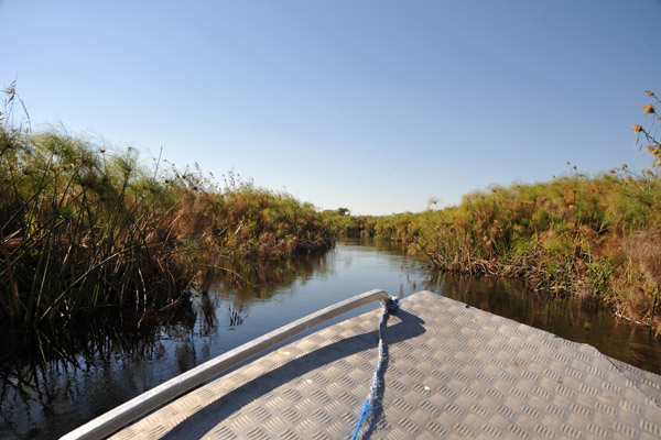 After a couple of miles on the main Okavango River, we turned into a narrow channel cut through the papyrus swamps