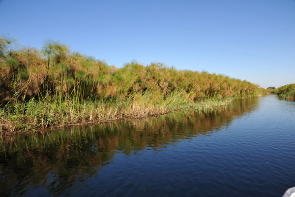 Papyrus swamps of the Northern Okavango