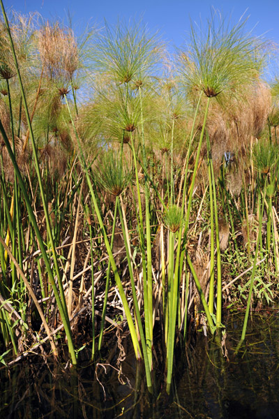 Cyperus papyrus, Botswana