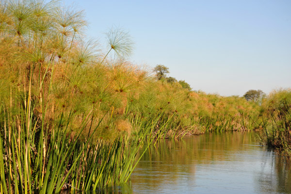 Papyrus reed swamp, Northern Okavango Delta, Botswana
