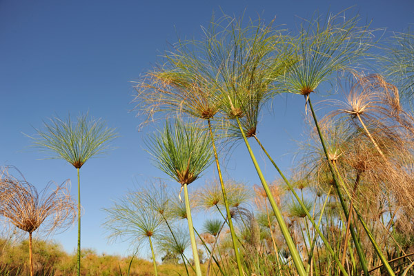 Papyrus plant