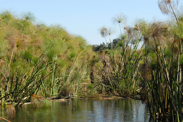 Occasionally, the channel was blocked by clumps of papyrus that had broken away