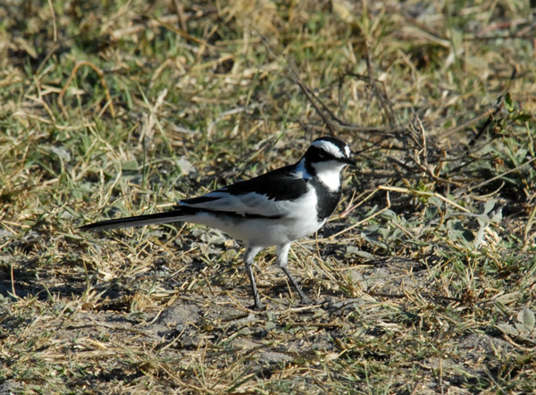 Blacksmith Plover (Vanellus armatus), Okavango Delta