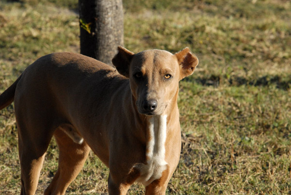 The dog at Guma Lagoon Camp