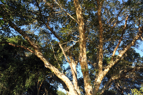 Big tree at Guma Lagoon Camp