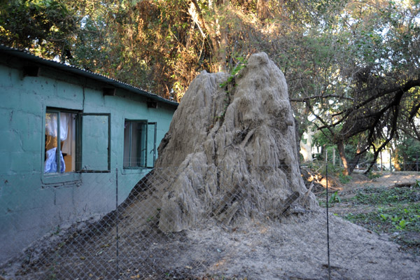 Old termite mount, Guma Lagoon
