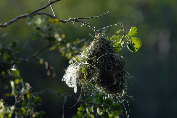Bird nest, Guma Lagoon
