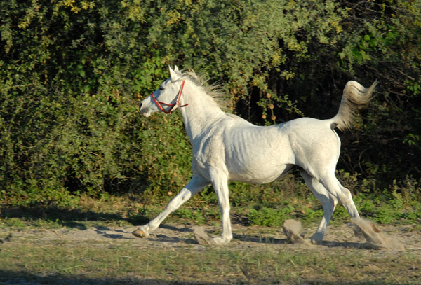 White Arabian horse running for the stable, Guma Lagoon Camp