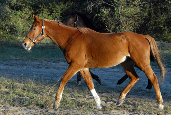 Horse, Guma Lagoon Camp