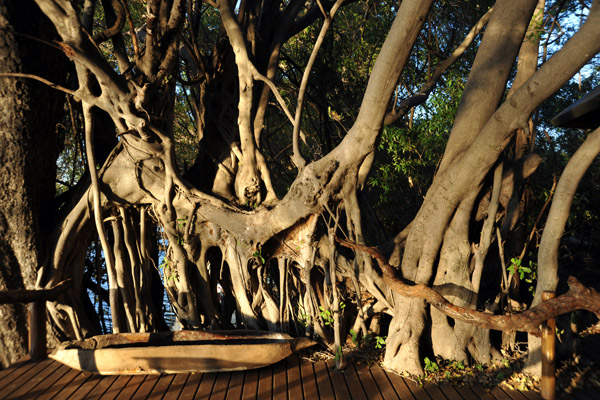 Impressive tree at Guma Lagoon Camp