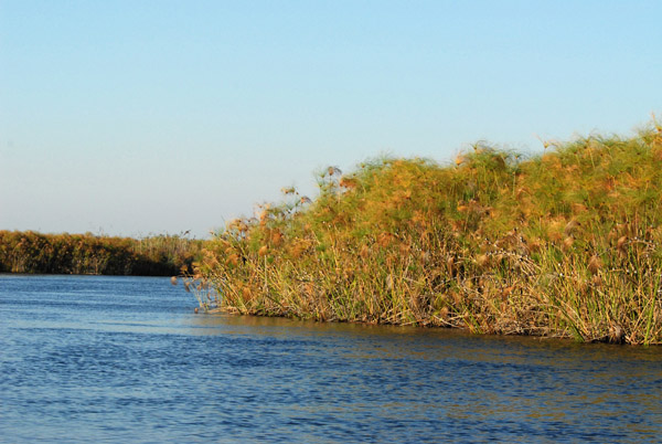 Heading back through the papyrus channel to the start of our mokoro trail